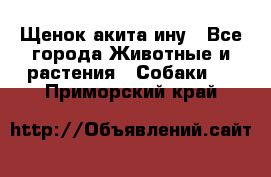 Щенок акита ину - Все города Животные и растения » Собаки   . Приморский край